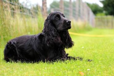 Breed Of Cocker Spaniel Is Available For Booking