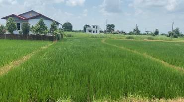 Tilottama Sainik Path 2 Kattha Land For Sale – Rs. 2 Lakh Per Dhur